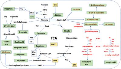 Unraveling the Extracellular Metabolism of Immortalized Hippocampal Neurons Under Normal Growth Conditions